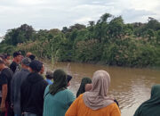 Pria di Konawe Selatan Hilang Diterkam Buaya saat Cari Kerang di Sungai