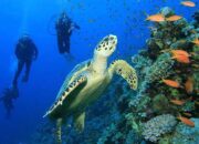 Wakatobi Sultra Masuk 10 Destinasi Pariwisata Prioritas Indonesia