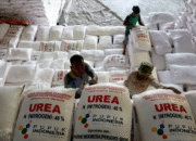 Pemkot Kendari Distribusikan 65,1 Ton Pupuk Bersubsidi ke Kelompok Tani