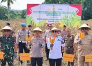 Forkopimda Sultra Panen Raya Jagung di Konawe Selatan