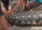 Hilang Sehari, Petani di Buton Selatan Ternyata Tewas Ditelan Piton 5 Meter