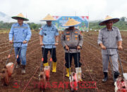 Polda Sultra Tanam Jagung di Lahan 126 Hektare untuk Kuartal III