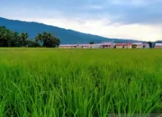 Pemprov Sultra Salurkan 275,8 Ton Benih Padi di Tahun 2025