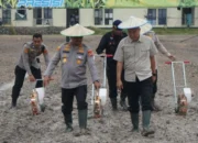 Dukung Swasembada Pangan, Polda Sultra Kembali Tanam Jagung di Lahan 16 Hektare